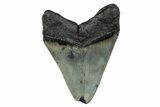 Serrated, Fossil Megalodon Tooth - North Carolina #274017-1